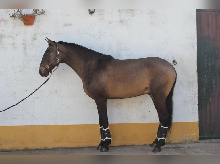 Lusitanien Étalon 6 Ans 164 cm Buckskin in Benavente