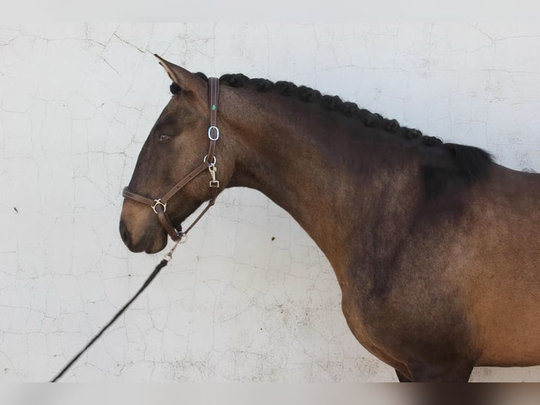 Lusitanien Étalon 6 Ans 164 cm Buckskin in Benavente