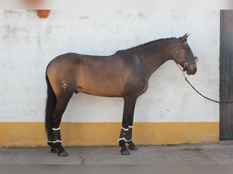 Lusitanien Étalon 6 Ans 164 cm Buckskin in Benavente