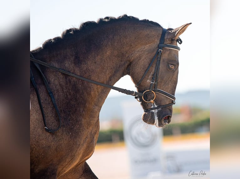 Lusitanien Étalon 6 Ans 164 cm Buckskin in Benavente