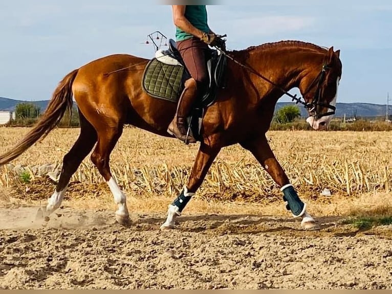 Lusitanien Étalon 6 Ans 164 cm in Madrid