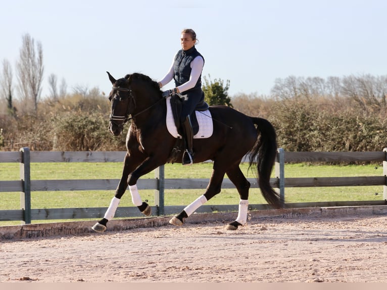 Lusitanien Étalon 6 Ans 164 cm Noir in Arles