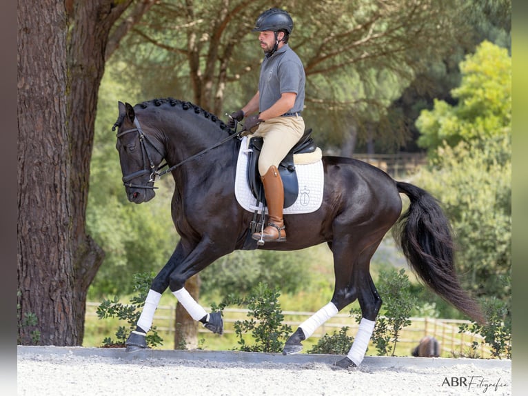 Lusitanien Étalon 6 Ans 164 cm Noir in St. Estevao