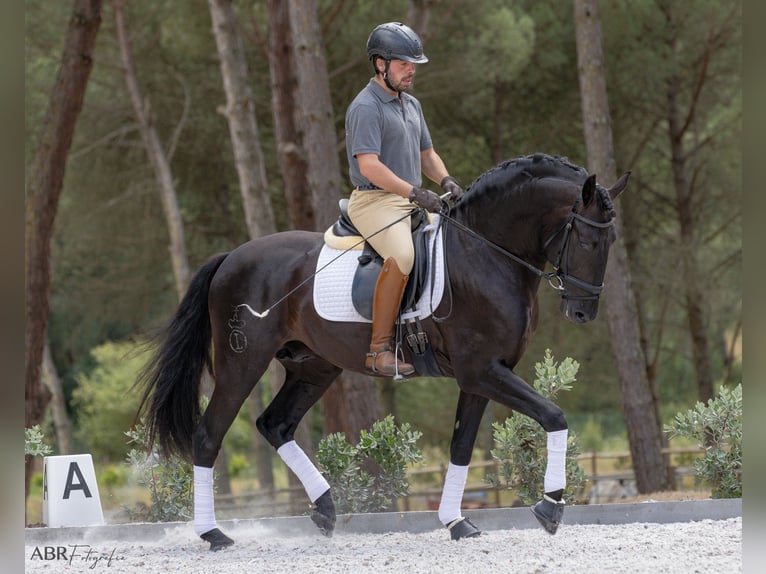 Lusitanien Étalon 6 Ans 164 cm Noir in St. Estevao