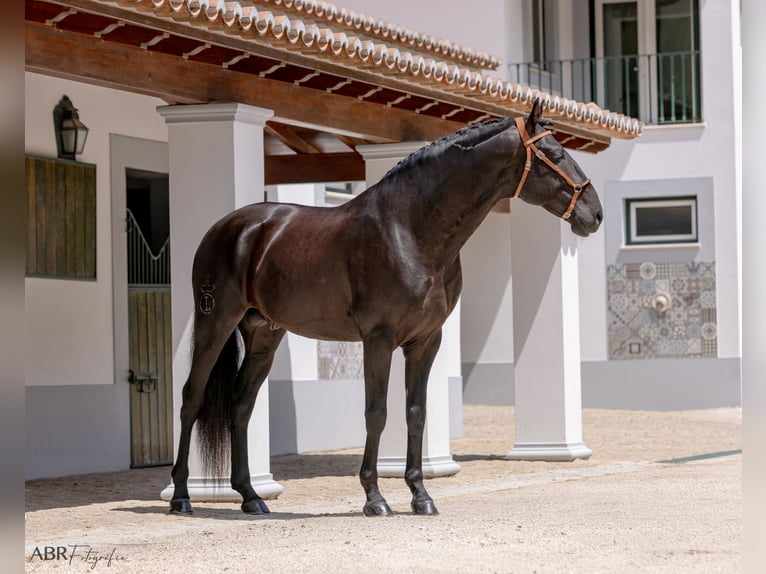 Lusitanien Étalon 6 Ans 164 cm Noir in St. Estevao