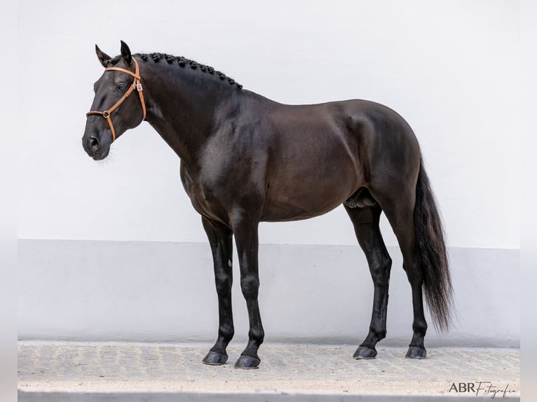 Lusitanien Étalon 6 Ans 164 cm Noir in St. Estevao