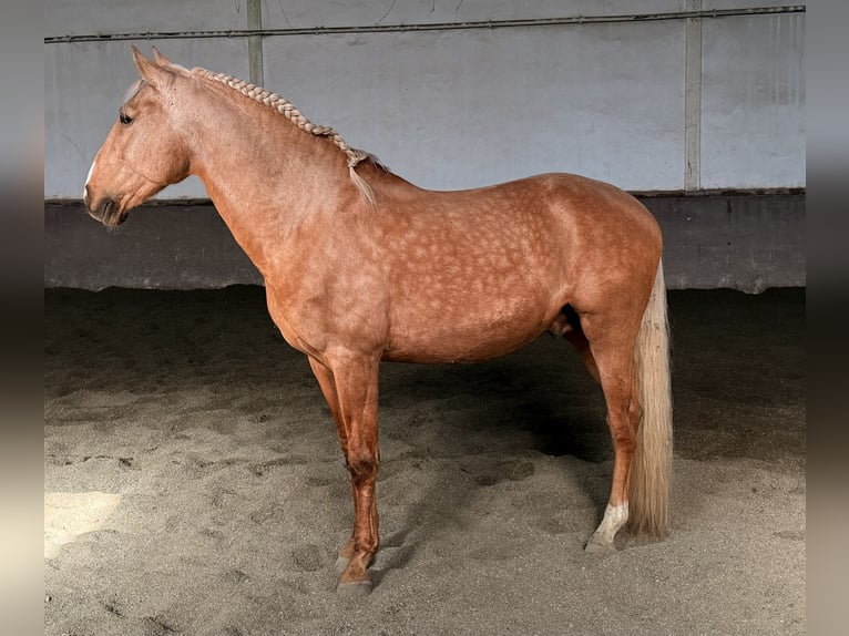 Lusitanien Étalon 6 Ans 164 cm Palomino in Ourém