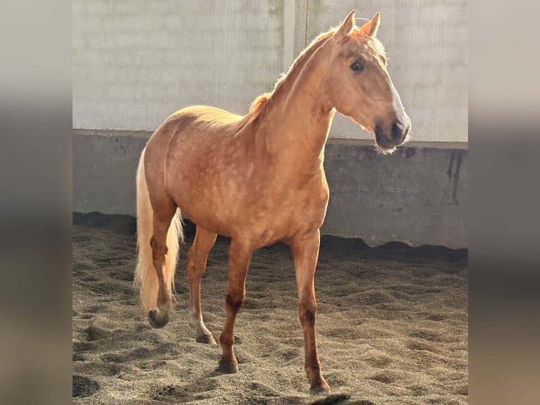 Lusitanien Étalon 6 Ans 164 cm Palomino in Ourém