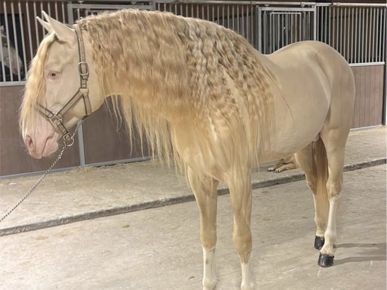 Lusitanien Étalon 6 Ans 164 cm Perlino in NAVAS DEL MADRONO