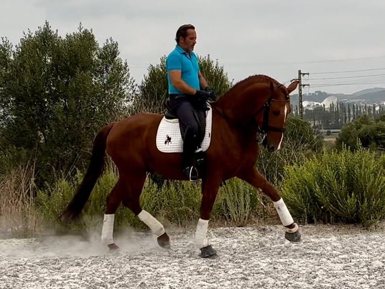 Lusitanien Étalon 6 Ans 167 cm Alezan in Almargem do Bispo