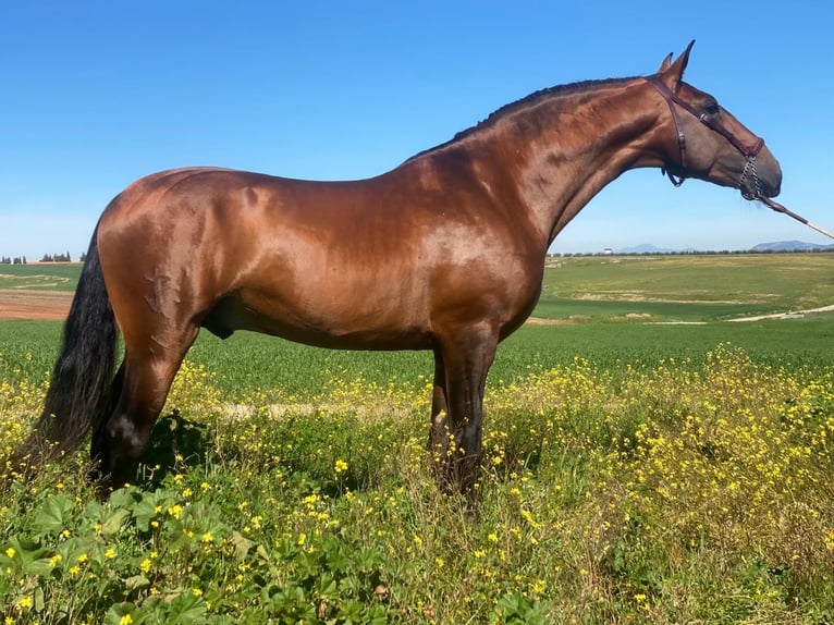 Lusitanien Étalon 6 Ans 167 cm Bai in Lisboa