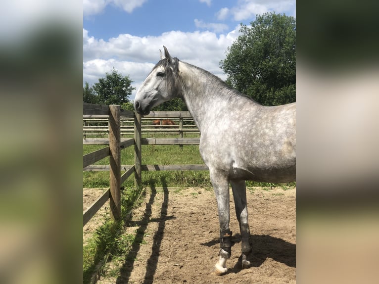 Lusitanien Étalon 6 Ans 168 cm Gris in Dury