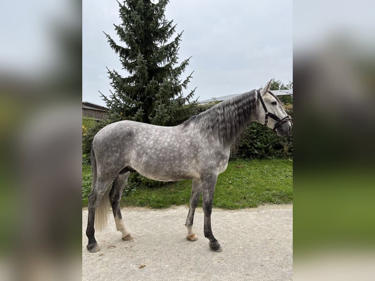Lusitanien Étalon 6 Ans 168 cm Gris in Dury