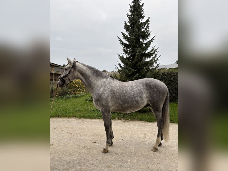 Lusitanien Étalon 6 Ans 168 cm Gris in Dury