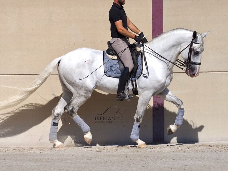 Lusitanien Étalon 6 Ans 168 cm Gris in Navas Del Madroño