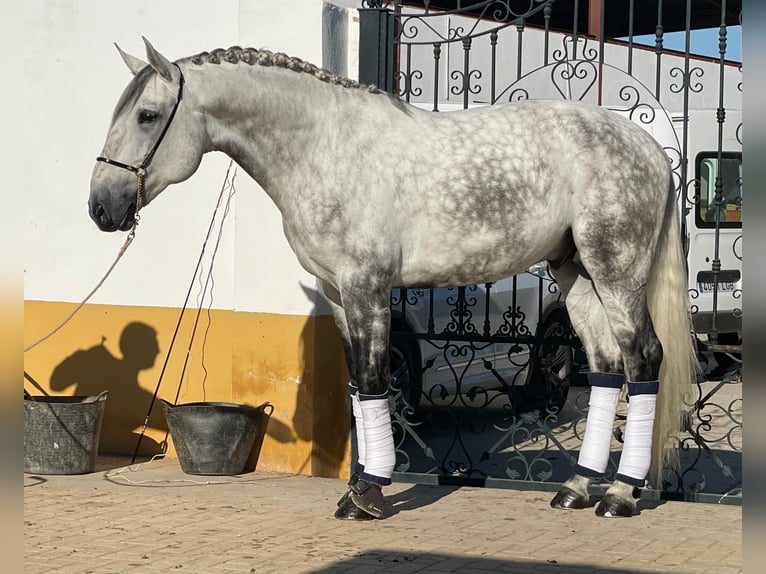 Lusitanien Étalon 6 Ans 170 cm Gris pommelé in Martfeld