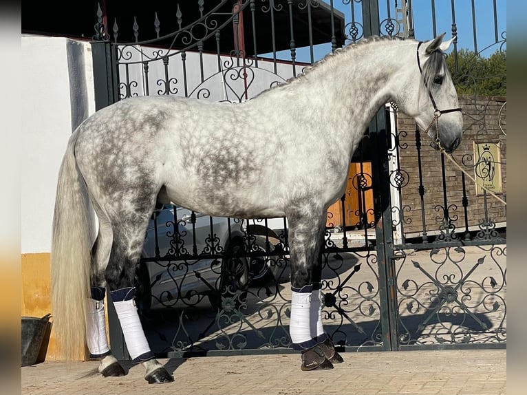 Lusitanien Étalon 6 Ans 170 cm Gris pommelé in Martfeld