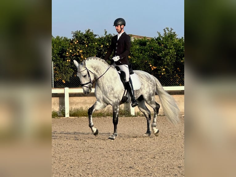 Lusitanien Étalon 6 Ans 170 cm Gris pommelé in Martfeld