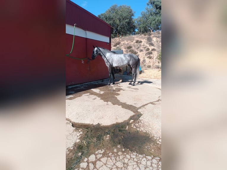 Lusitanien Étalon 6 Ans Gris in Badajoz