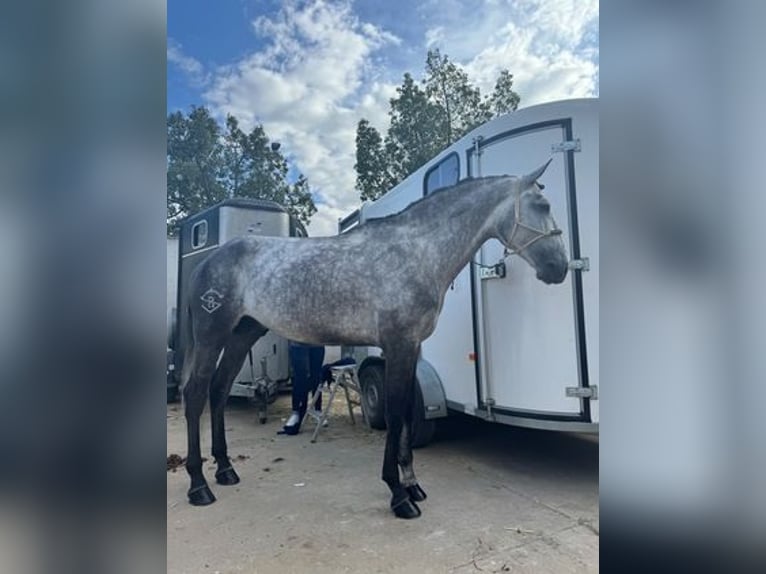 Lusitanien Étalon 6 Ans Gris in Badajoz