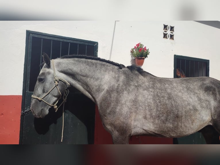 Lusitanien Étalon 6 Ans Gris in Badajoz