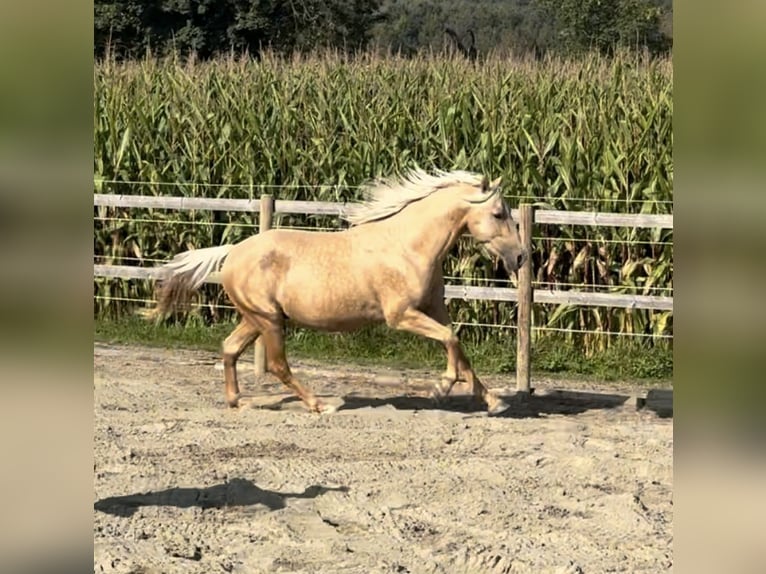 Lusitanien Croisé Étalon 7 Ans 152 cm Palomino in Oberentfelden