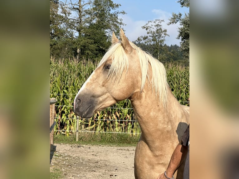 Lusitanien Croisé Étalon 7 Ans 152 cm Palomino in Oberentfelden