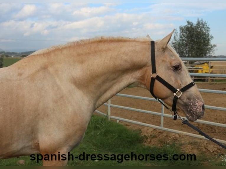 Lusitanien Croisé Étalon 7 Ans 158 cm Palomino in Barcelona