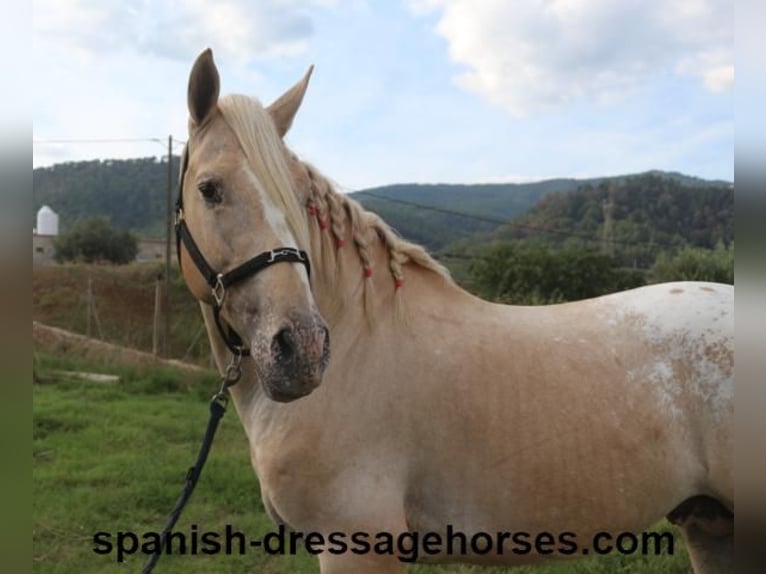 Lusitanien Croisé Étalon 7 Ans 158 cm Palomino in Barcelona