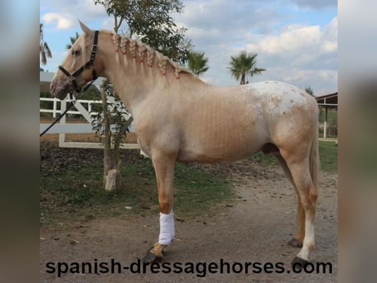 Lusitanien Croisé Étalon 7 Ans 158 cm Palomino in Barcelona