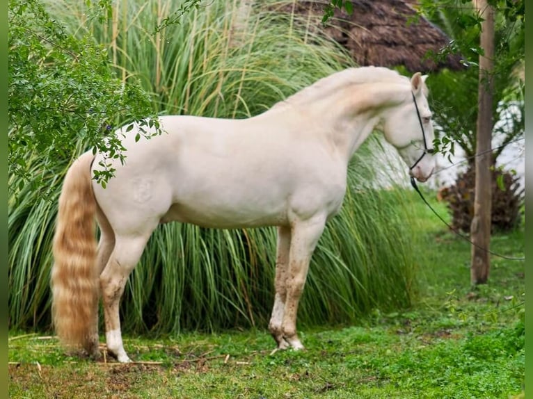 Lusitanien Étalon 7 Ans 159 cm Perlino in Navas Del Madroño