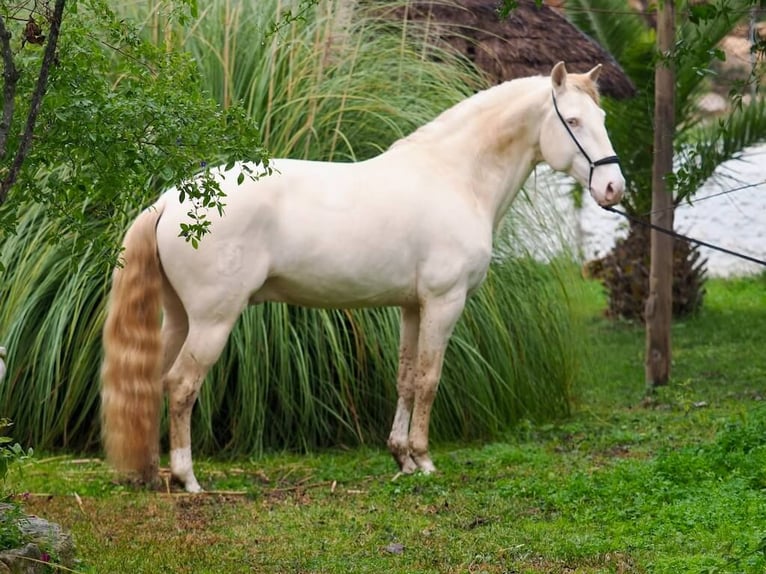 Lusitanien Étalon 7 Ans 159 cm Perlino in Navas Del Madroño