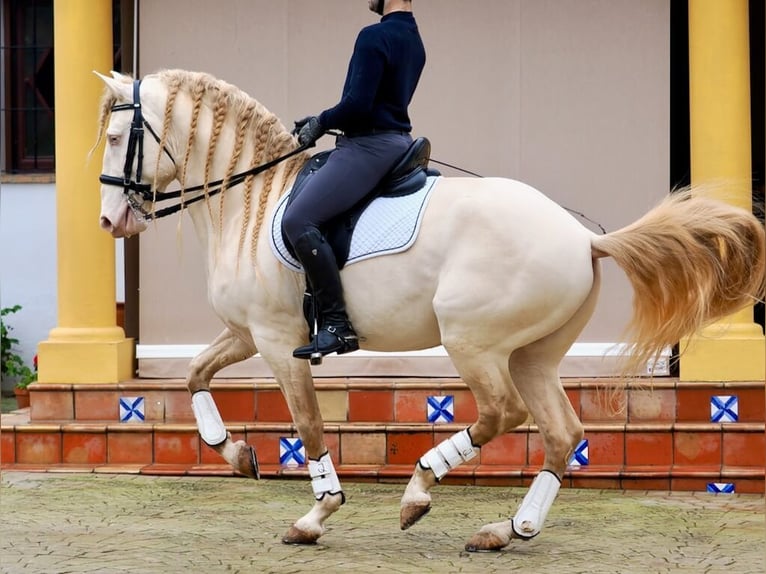 Lusitanien Étalon 7 Ans 159 cm Perlino in Navas Del Madroño