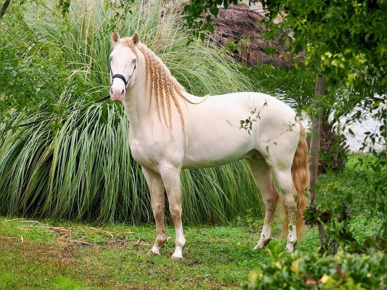 Lusitanien Étalon 7 Ans 159 cm Perlino in Navas Del Madroño