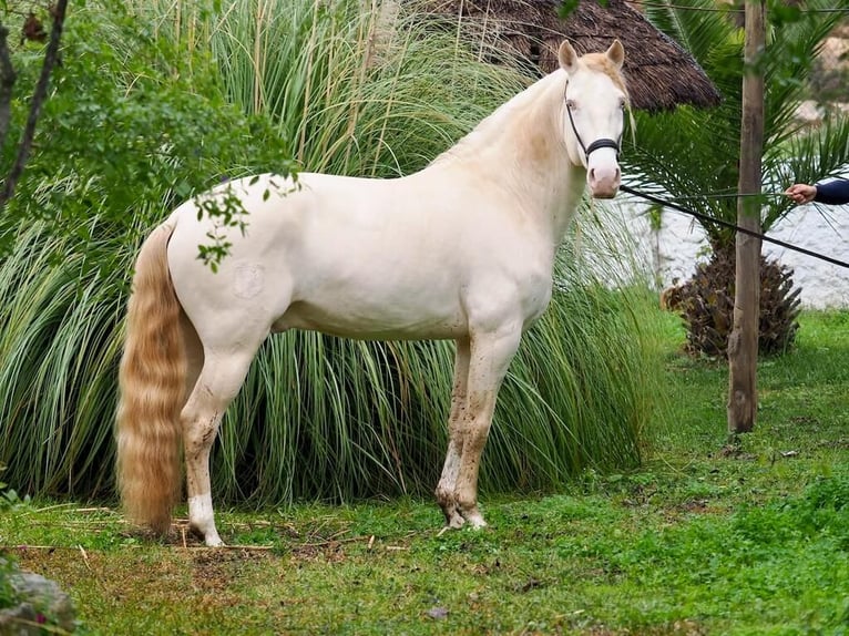 Lusitanien Étalon 7 Ans 159 cm Perlino in Navas Del Madroño