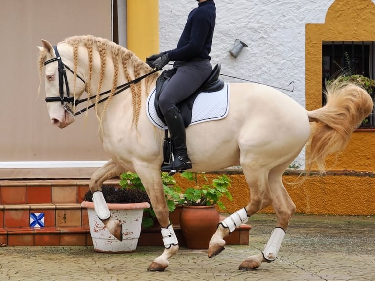 Lusitanien Étalon 7 Ans 159 cm Perlino in Navas Del Madroño