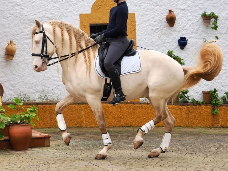 Lusitanien Étalon 7 Ans 159 cm Perlino in Navas Del Madroño