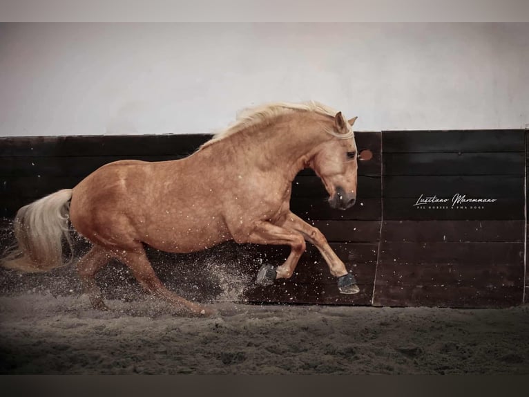 Lusitanien Croisé Étalon 7 Ans 160 cm Palomino in Rio Maior