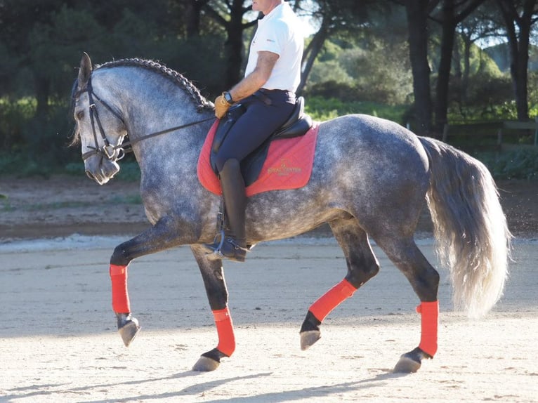 Lusitanien Étalon 7 Ans 162 cm Gris in NAVAS DEL MADRONO