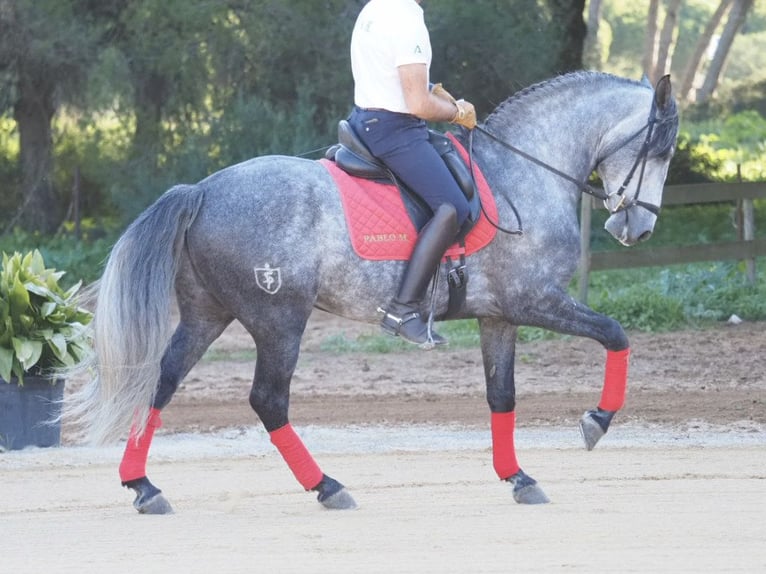 Lusitanien Étalon 7 Ans 162 cm Gris in NAVAS DEL MADRONO