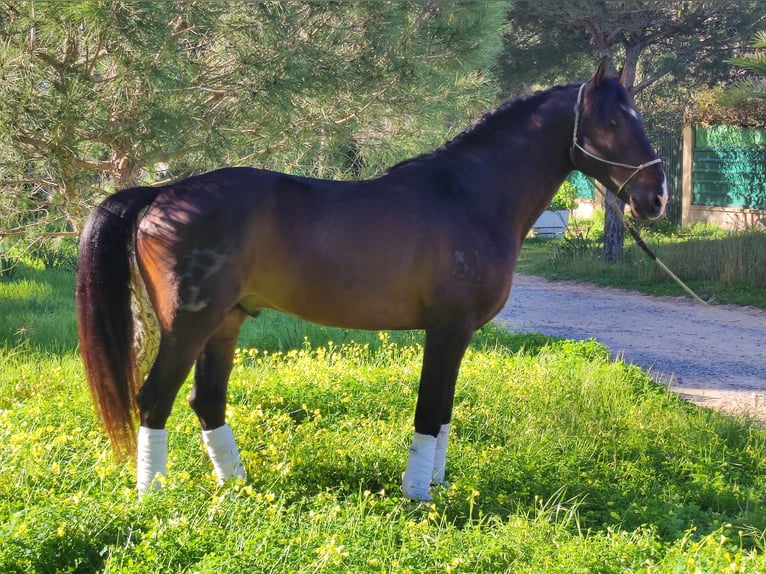 Lusitanien Étalon 7 Ans 163 cm Bai brun in s-Gravenhage