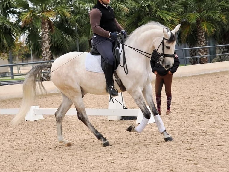 Lusitanien Étalon 7 Ans 163 cm Gris in Navas Del Madroño