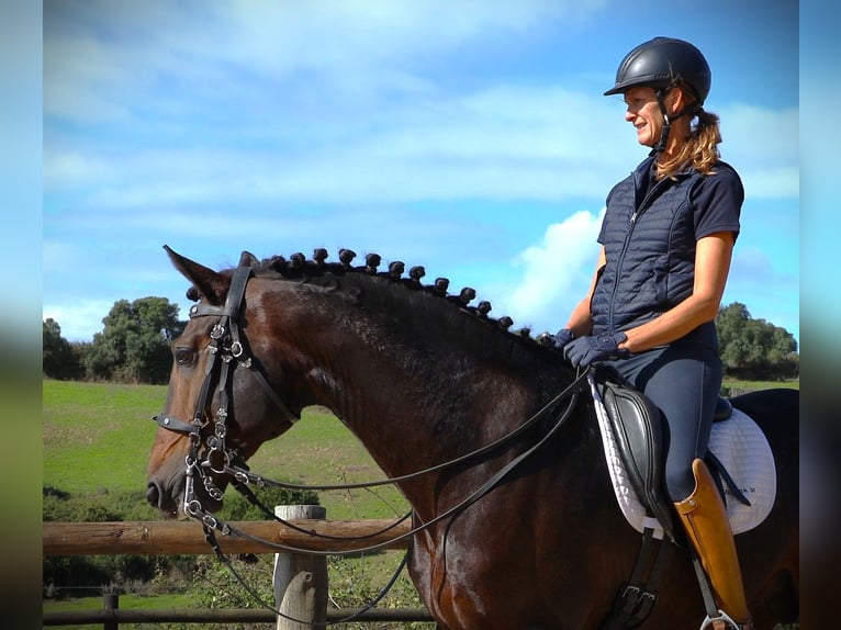 Lusitanien Étalon 7 Ans 165 cm Bai brun in Ribamar