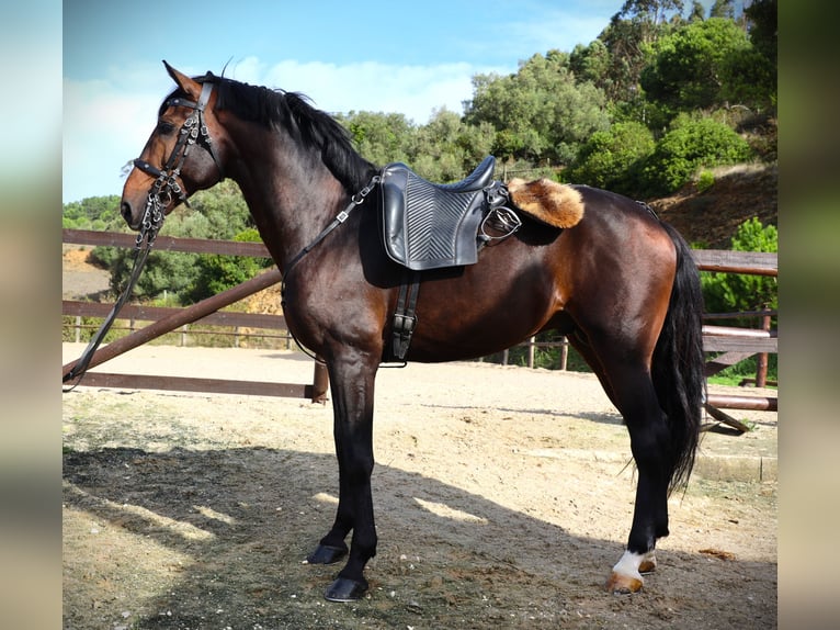 Lusitanien Étalon 7 Ans 165 cm Bai brun in Ribamar