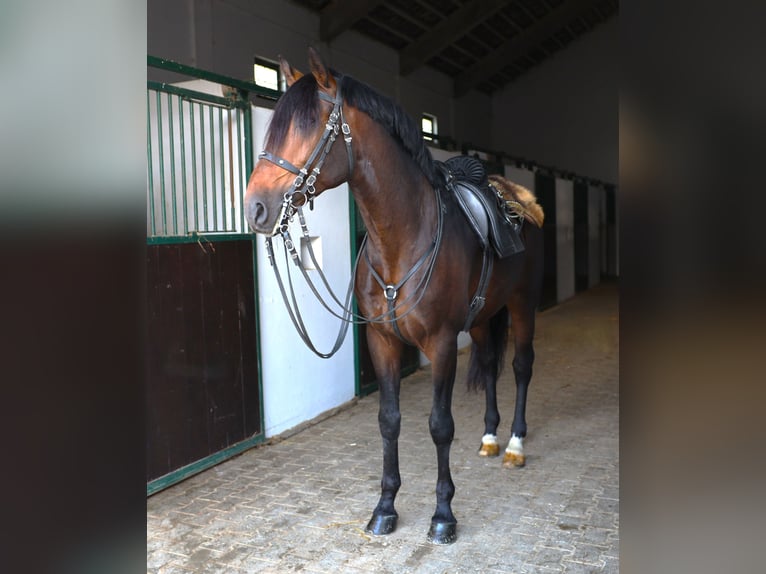 Lusitanien Étalon 7 Ans 165 cm Bai brun in Ribamar