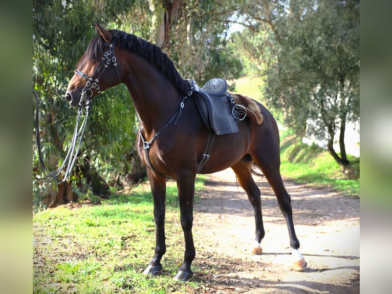 Lusitanien Étalon 7 Ans 165 cm Bai brun in Ribamar