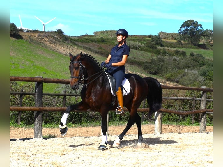 Lusitanien Étalon 7 Ans 165 cm Bai brun in Ribamar