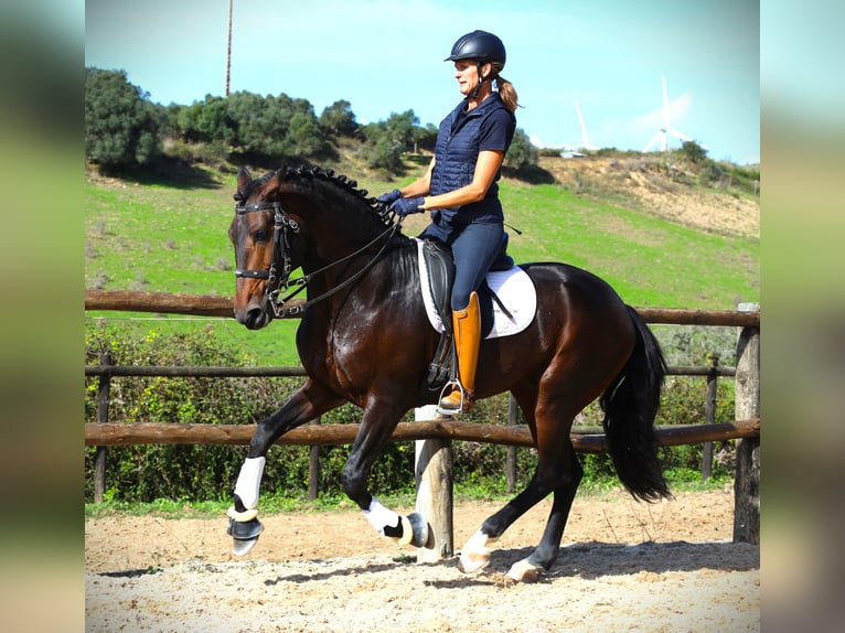 Lusitanien Étalon 7 Ans 165 cm Bai brun in Ribamar