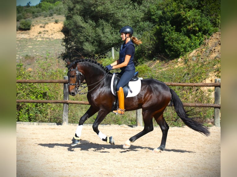 Lusitanien Étalon 7 Ans 165 cm Bai brun in Ribamar