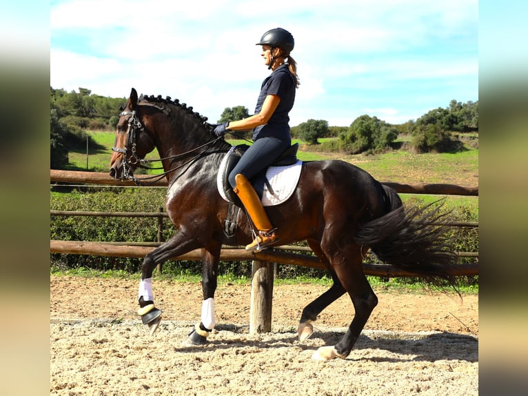 Lusitanien Étalon 7 Ans 165 cm Bai brun in Ribamar